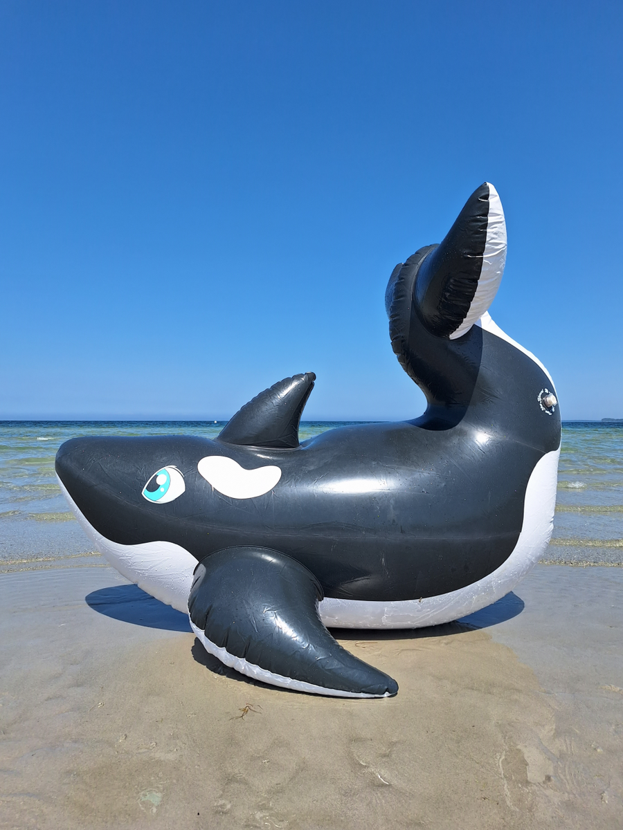 Killer whale clearance pool toy