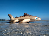 Tarni - Inflatable Sand Shark by Kittell Fox