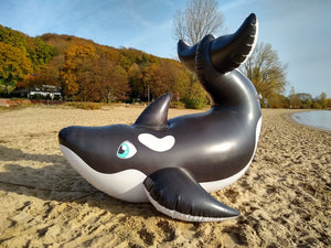 Whale season 2020... continued: Dirty Bird orca facts