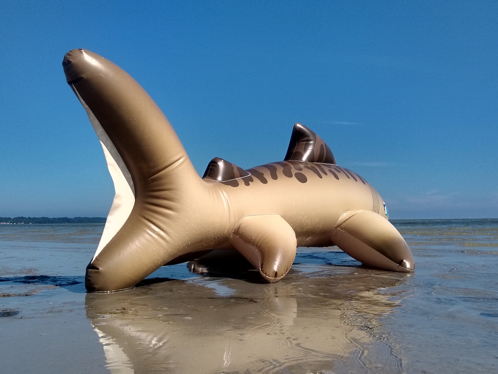 Inflatable shark top