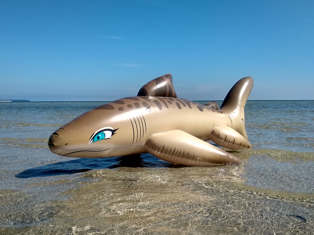 Intex top inflatable shark