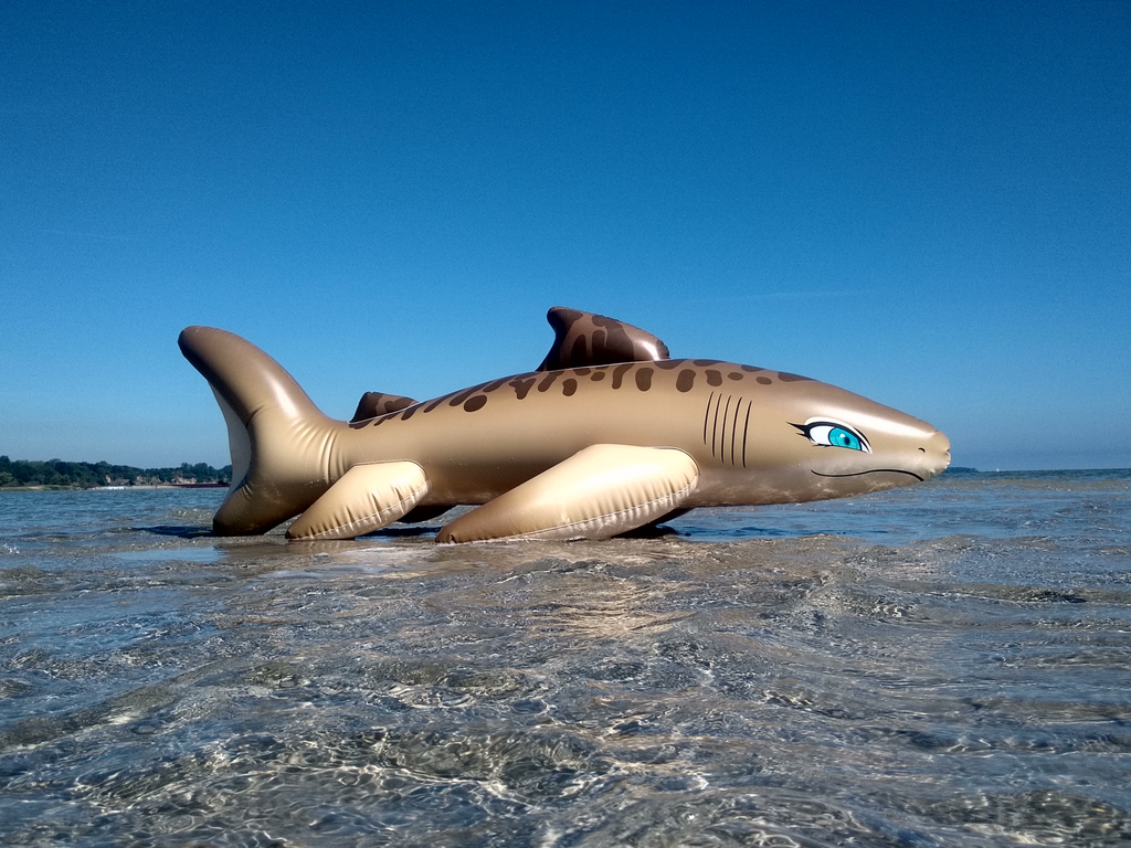 Shark inflatable online pool toy