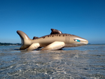 Tarni - Inflatable Sand Shark by Kittell Fox