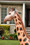 Vintage inflatable "lifelike" giraffe - 89" tall